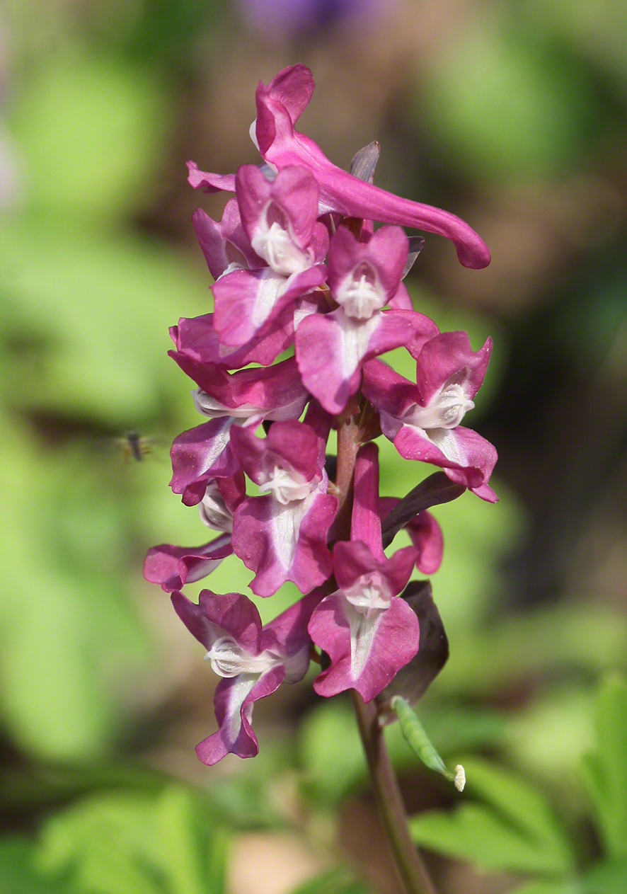 Hohler Lerchensporn